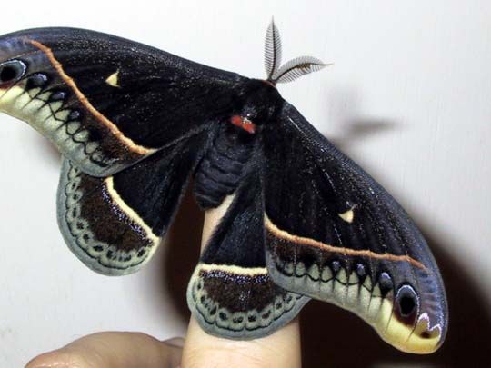 Calleta Silkmoth