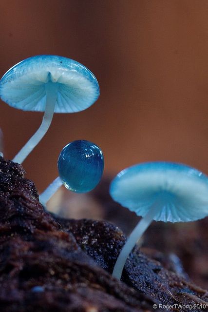 20100606-22-Mycena interrupta mushrooms