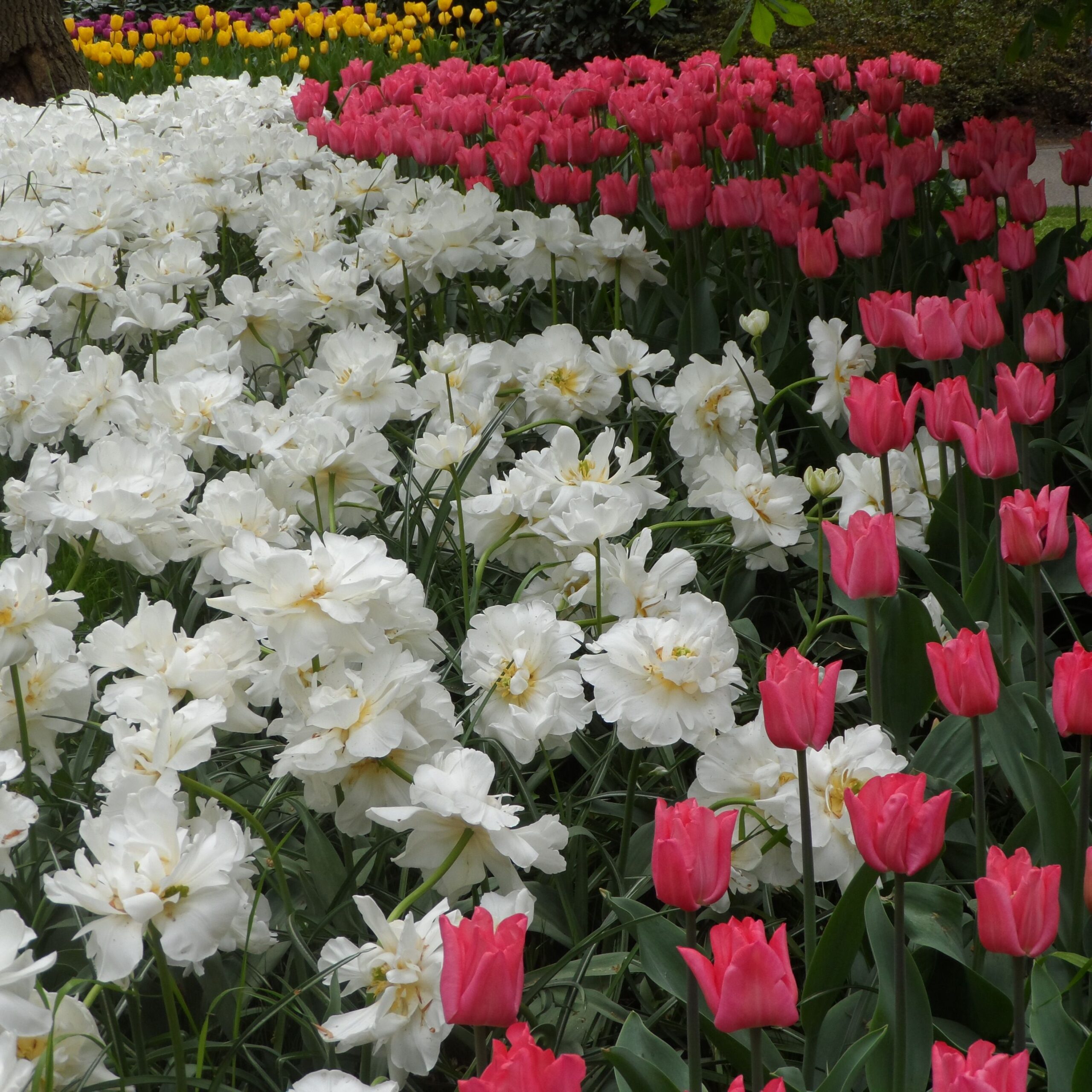 Keukenhof